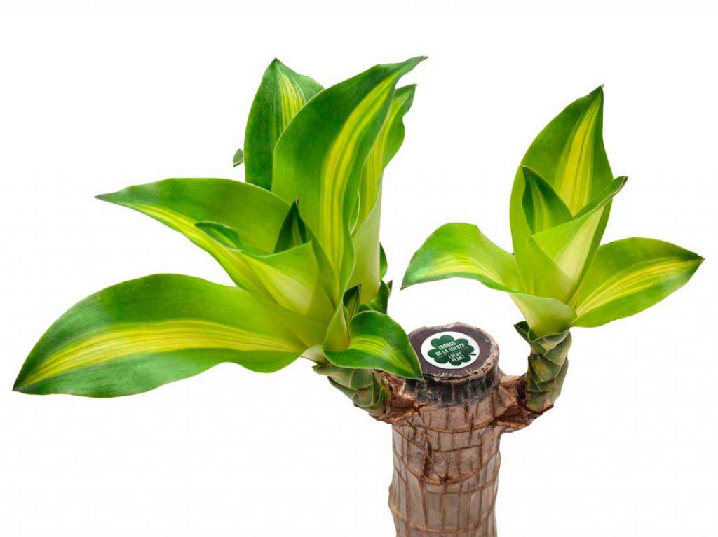 Lucky Plant - Tronquito de Brasil - Dracaena - Azogue y Martín